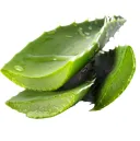 Aloe vera Image